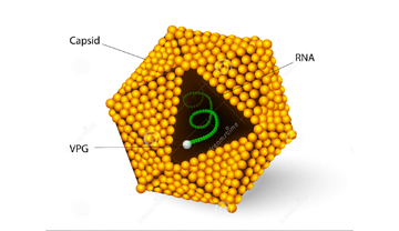 Hepatitis A