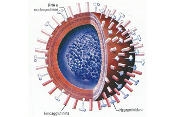 Influenza (flu)