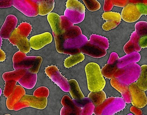 THE USEFULNESS OF GERMS