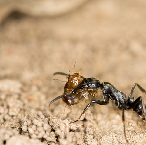 MEDICAL ASSISTANCE ACCORDING TO ANTS