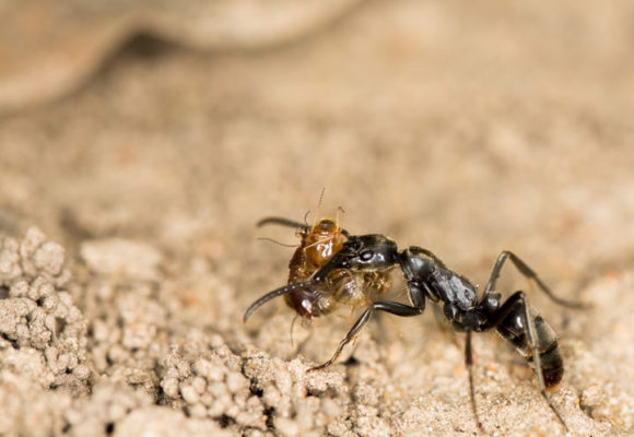 MEDICAL ASSISTANCE ACCORDING TO ANTS